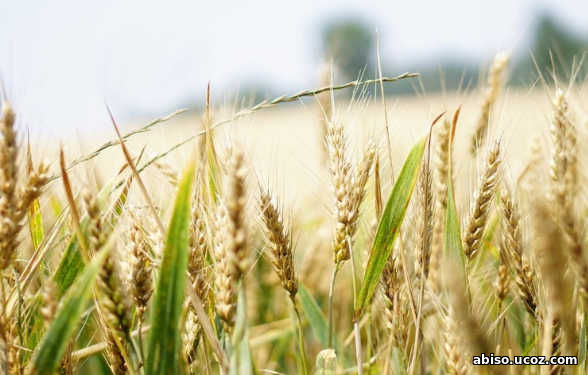 Семена озимой пшеницы Алексеич