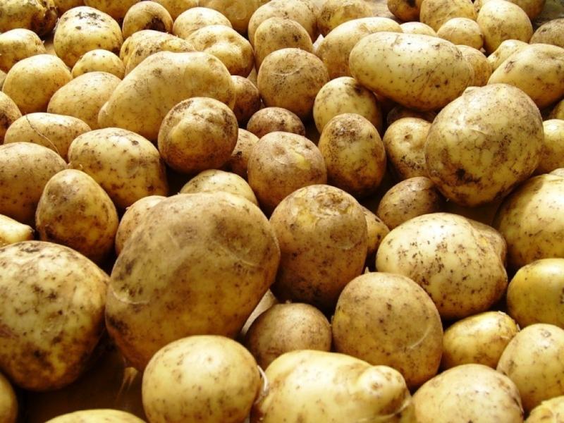 Картофель урожай 2023 Красноуфимск