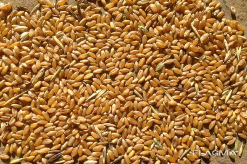 Реализуем пшеницу продовольственную и фуражную
